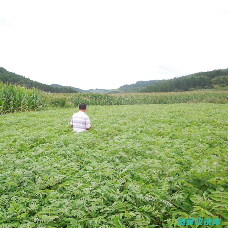 中药土黄柏的功效 (土黄柏怎么吃)