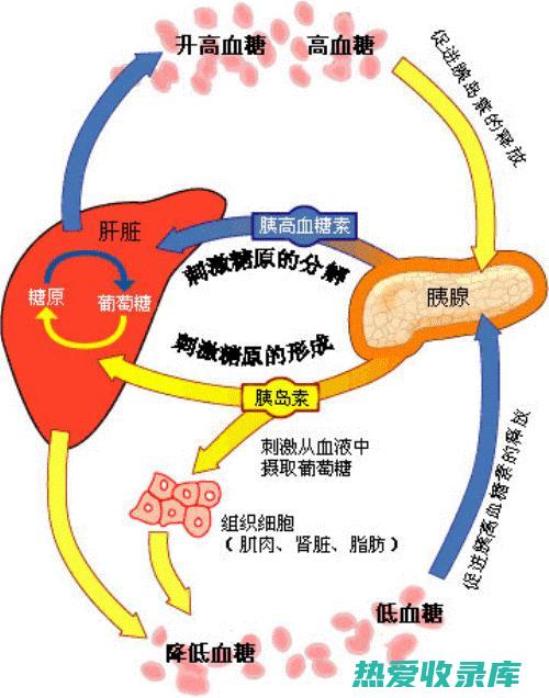 低血糖症患者：冬瓜根中的膳食纤维可以降低血糖水平，低血糖症患者在食用冬瓜根时需要谨慎(低血糖症患者容易出现以下什么症状)