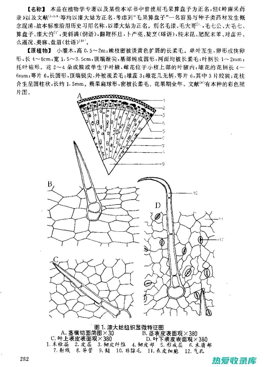 漆大姑的功效与作用，中医食疗良方，不可不知 (漆大姑的功效与作用图片)