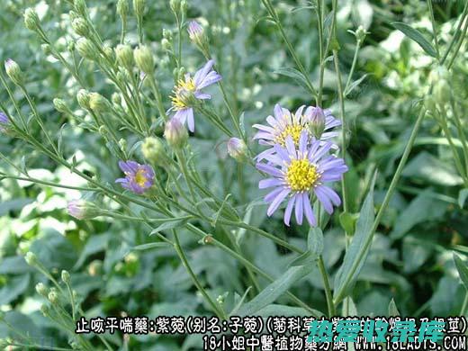 紫菀：功效、作用及禁忌事项 (紫菀功效与作用的功效与作用是什么)