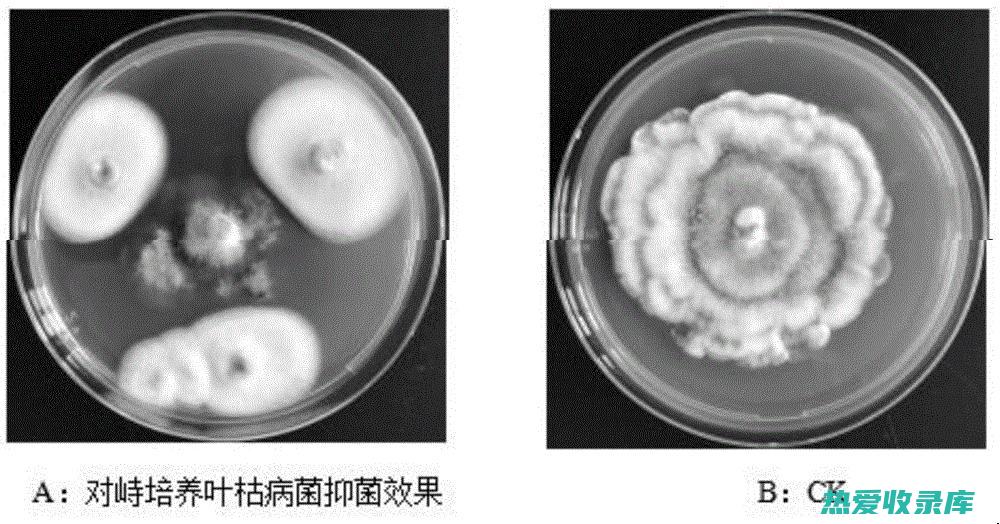 细辛的作用和功效与作用