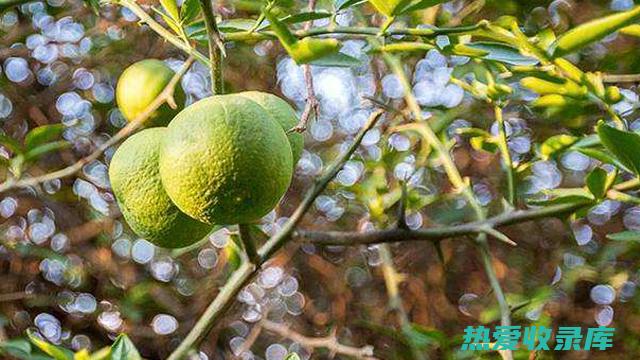 枳椇：一味苦寒清热的常用中药 (枳椇味道)