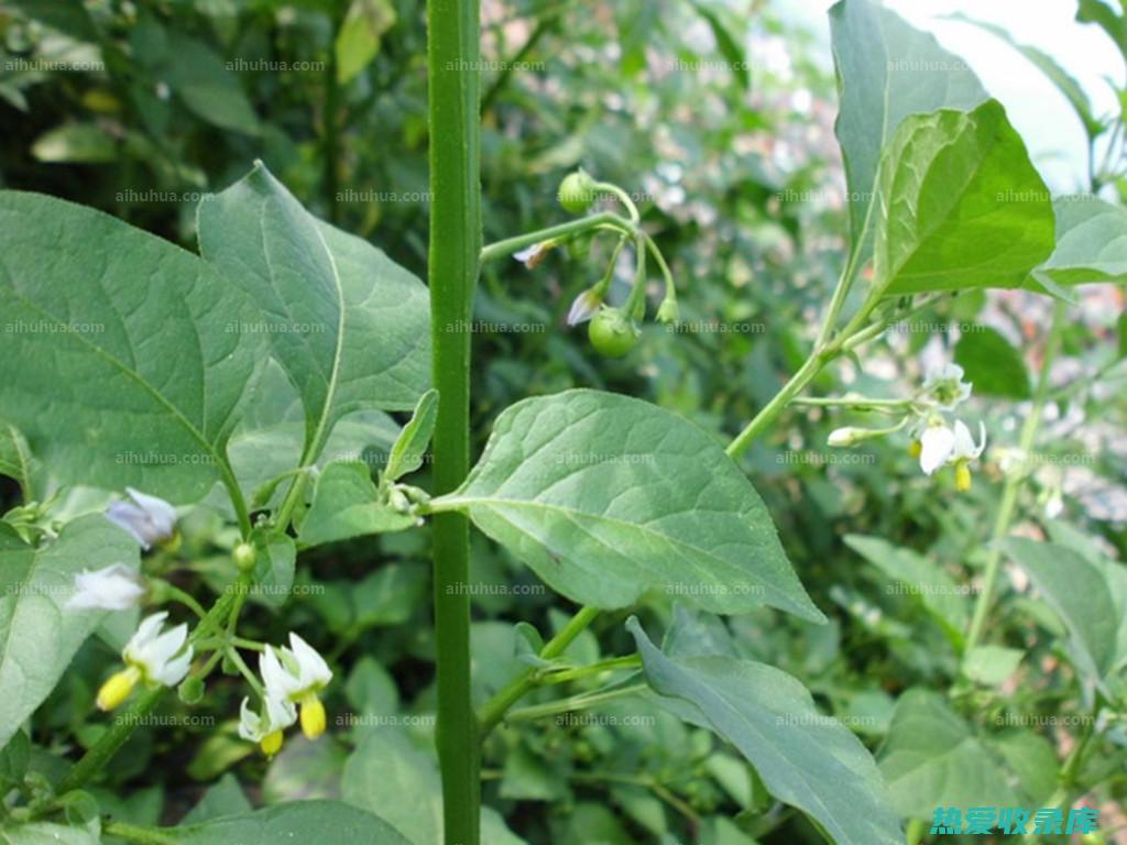 龙葵的外用功效与作用：止血消炎，解毒杀菌，消肿止痛 (龙葵的外用功效与禁忌)