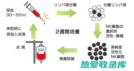 免疫調節：扁白芨能調節免疫系統功能，提高機體免疫力，增強抵抗力，預防疾病的發生。(免疫调节是啥)