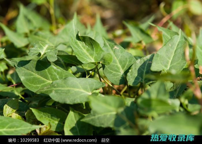 野生何首乌的惊人功效