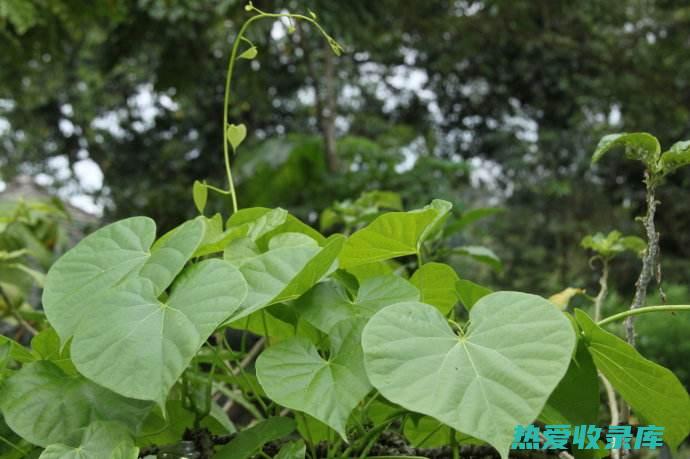 牛胆果实的惊人功效：植物界的天然药方 (牛胆果实的惊艳句子)