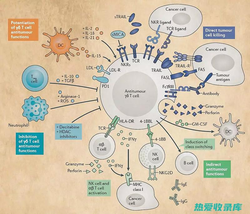 改善免疫功能：桑枝中的多糖和生物活性化合物具有免疫调节作用，有助于增强免疫系统，提高人体抵抗疾病的能力。(改善免疫)