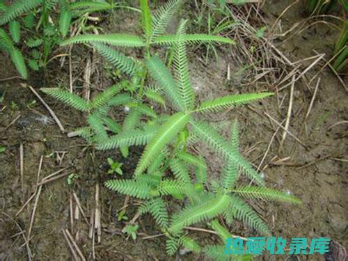 野草老梗花（Cynodon dactylon）：用途及功效 (老梗草的药用价值)