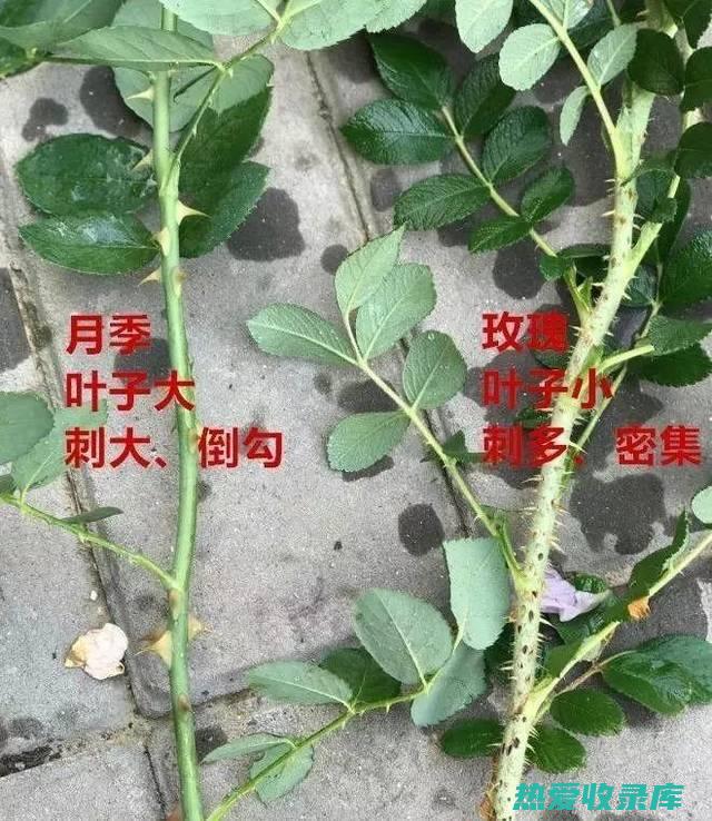 刺花根的功效： (刺花根的功效与作用)