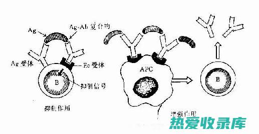 免疫调节