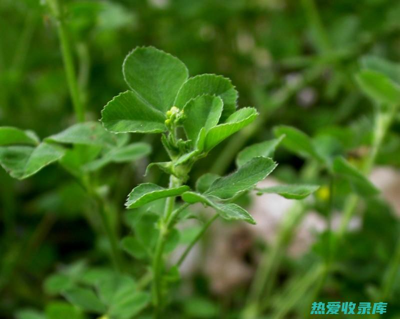 鸡眼草的功效与作用 (鸡眼草的功效与作用及食用方法)