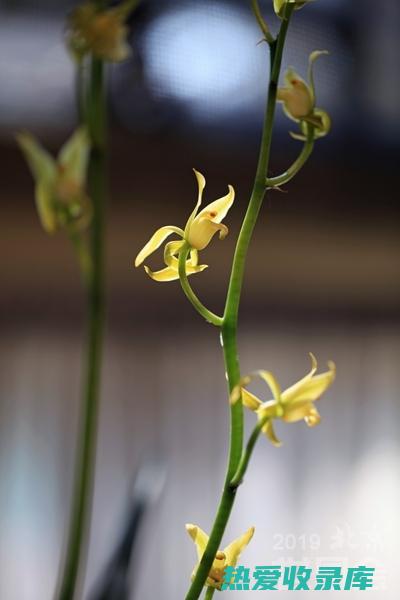 白花墨菜：用途广泛的膳食补给品 (白花墨菜用法)