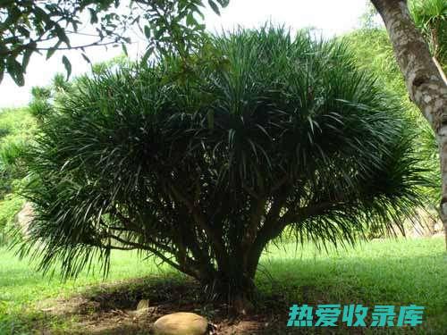 赤药功效：解毒消肿、活血化瘀、止痛定惊 (赤药功效与作用)