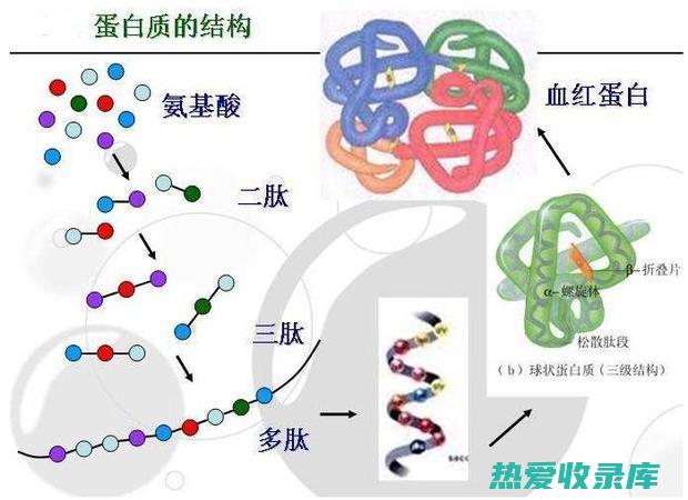 氨基酸：包括18种氨基酸，其中8种是人体必需的(氨基酸包括哪些)