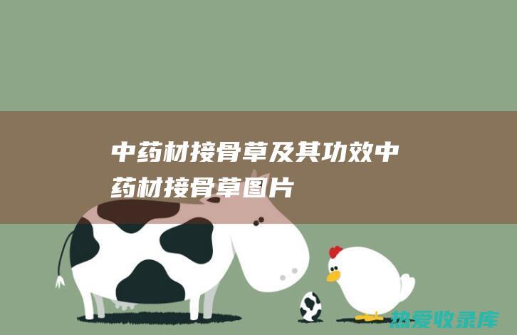 中药材接骨草及其功效中药材接骨草图片