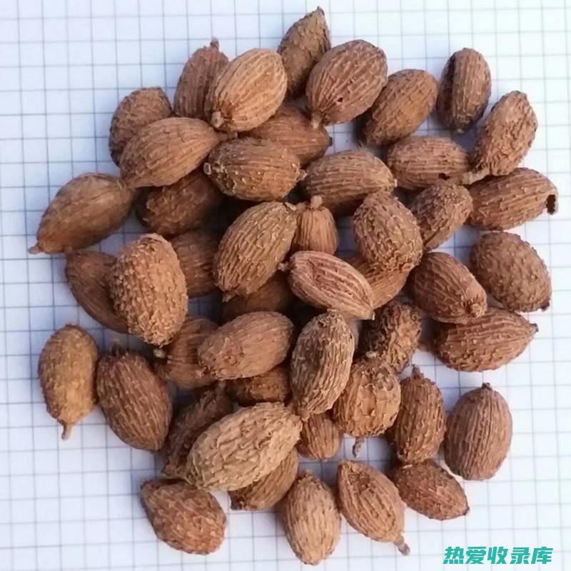 中药砂仁药效：一文读懂砂仁功效与作用 (中药砂仁药效与作用)