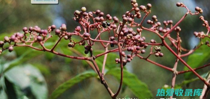 古的功效与作用：探索古代植物的非凡益处 (古的功效与作用)