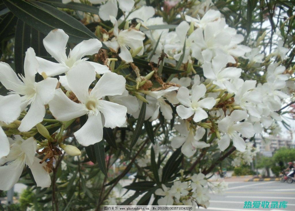 野生白花菜：大自然赐予的药用奇迹 (野生白花菜有什么作用)