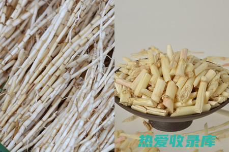 干茅根的功效与作用：利尿消肿、清热解毒、祛湿散热、健脾益胃、消食化滞、养阴润肺、止咳平喘 (干茅根的功效与作用禁忌)