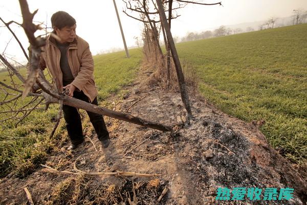 桑根的养生功效 (桑根的养生功效与作用)