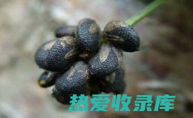 补骨脂功效与特性：深入探索其药用价值 (补骨脂功效与作用的功能与主治)