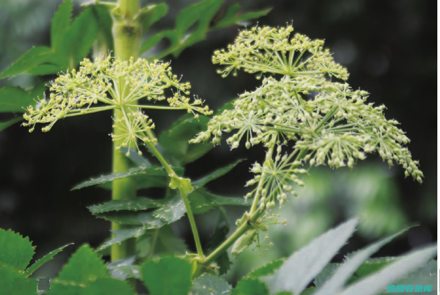 白芷：中药中的宝贵香料，具有多种药用价值 (白芷中药中药白芷)