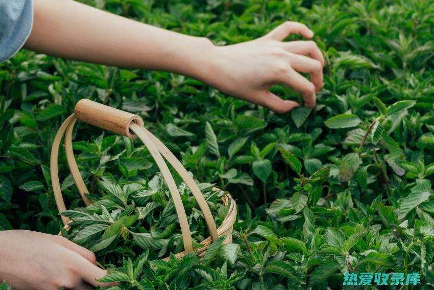 化丝草：神奇药草的功效与作用揭秘 (化石草主治什么功效)