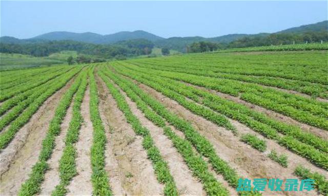 中药材种植吧 - 分享栽培经验，交流行业知识，打造中药材种植者的绿洲 (中药材种植吧最新消息)