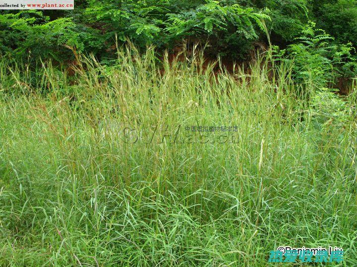 草药小黄草的惊人功效：探索其药用价值 (小黄草的药用价值)