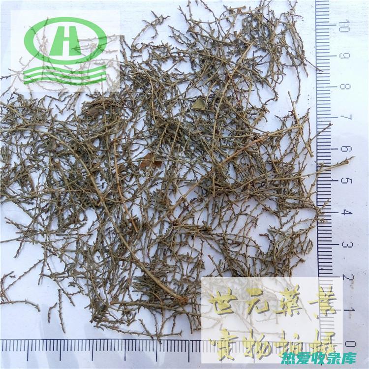 西河柳止咳功效：有效缓解咳嗽症状，保障呼吸道健康 (西河柳止咳功效怎么样)