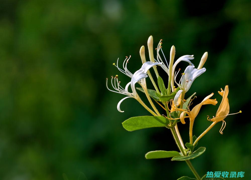 金银花大全：功效、价格和市场行情一览 (金银花大全大图)