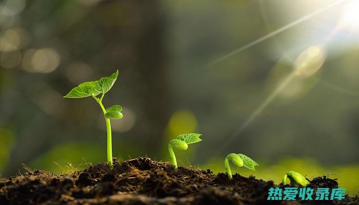 纲：双子叶植物纲(双子叶植物纲是什么意思)