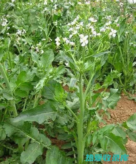 莱菔的功效与作用：解锁其强大的药用和营养价值 (莱菔的功效与作用的功能与主治)