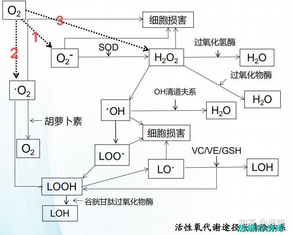 抗氧化和延缓衰老：蜂房中含有丰富的抗氧化剂，如黄酮类化合物，可以清除体内的自由基，保护细胞免受氧化损伤，延缓衰老并蜂房可以以多种方式使用：嚼食：可以将蜂房直接嚼食，充分吸收其营养成分和功效。 (抗氧化和延缓衰老的保健食品的科学前沿)