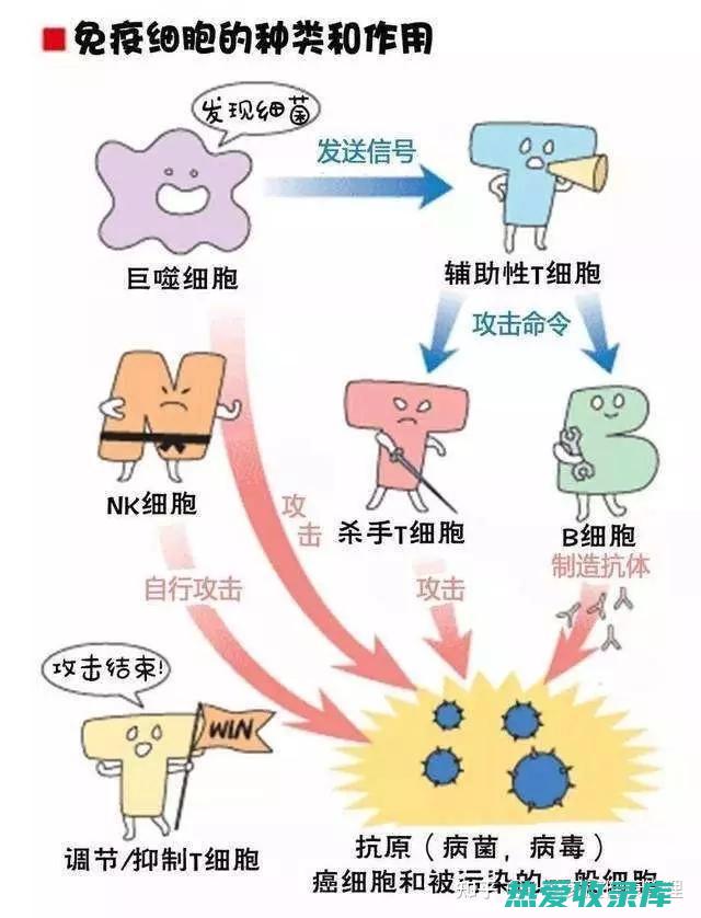 调节免疫力: 天麻素可调节免疫力，增强免疫系统功能。(调节免疫力最好的方法是什么)