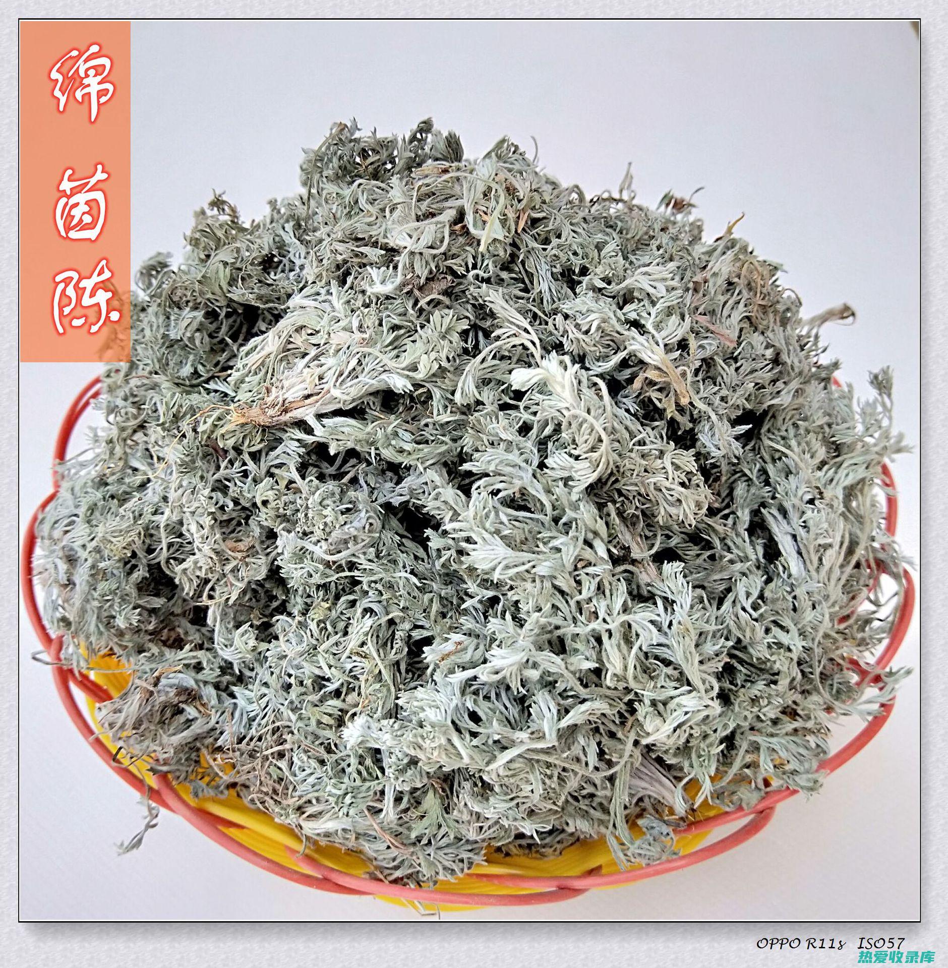 中药茵陈常用剂量及注意事项 (中药茵陈常用量多少克)