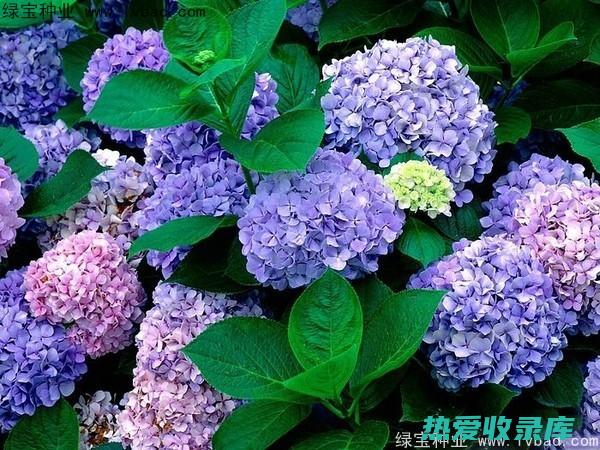 绣球花的药用功效：改善血液循环、降血压、抗炎、抗菌、镇痛 (绣球花的药用价值和功效)