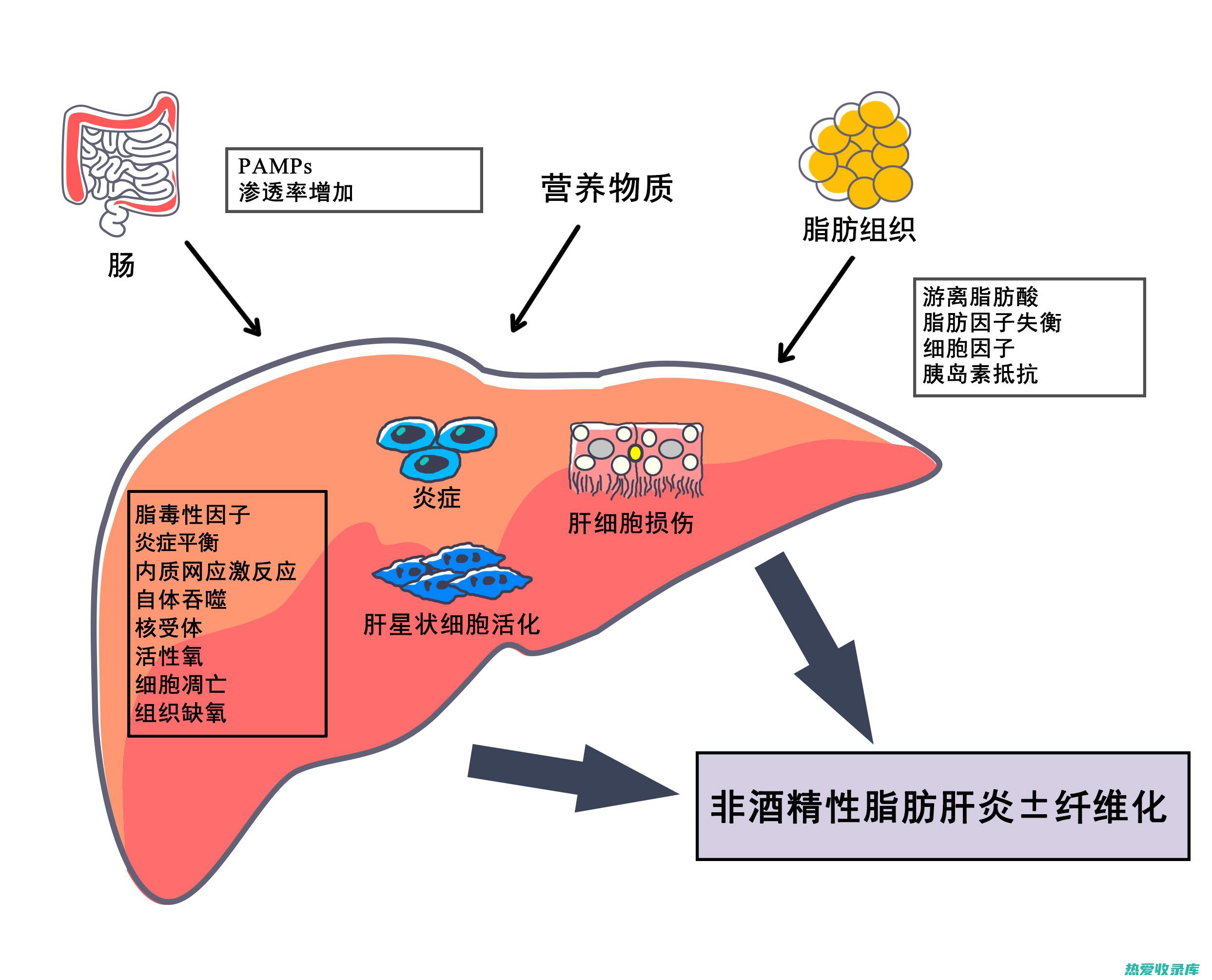 出现肝损伤