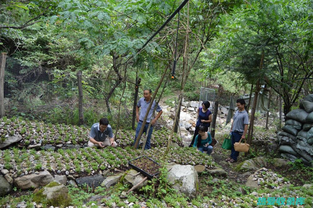 中药种植石斛：从育苗到采收，全方位详解 (中药种植石斛种植方法)