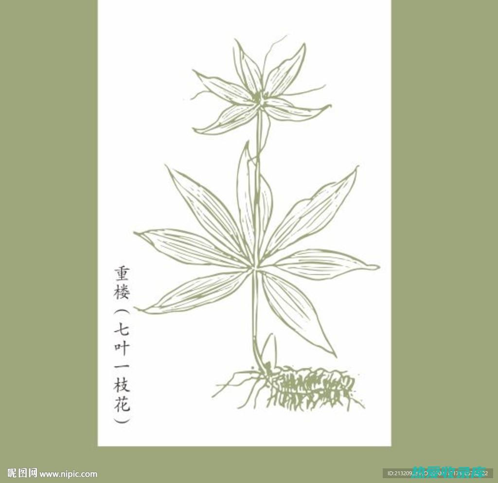 七叶一枝花的根部功效：深入了解其药用价值 (七叶一枝花的别名)