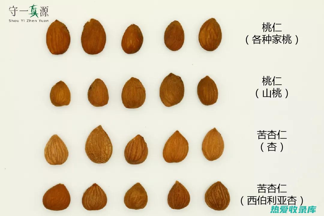 燀桃仁的药用价值