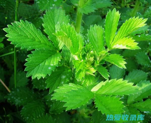 仙鹤草：神奇植物的功效、作用和食用方法 (仙鹤草神奇配方)