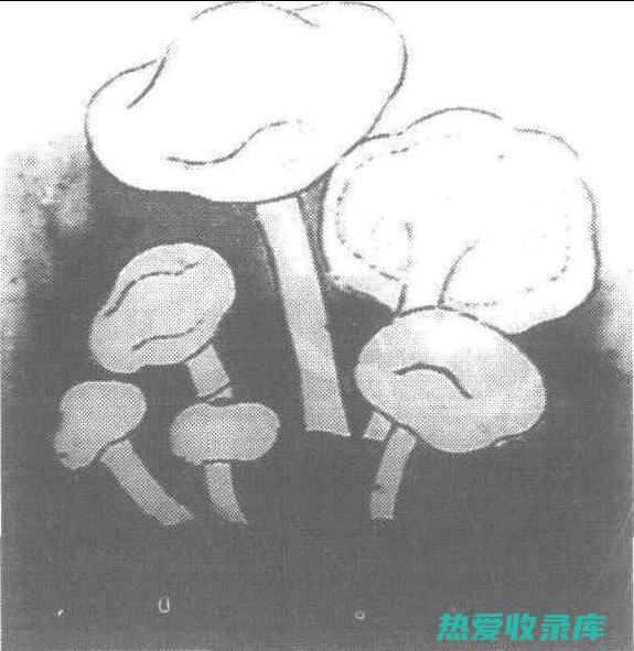 用中药对抗蛲虫：天然疗法的有效性与应用 (喝中药治疗)