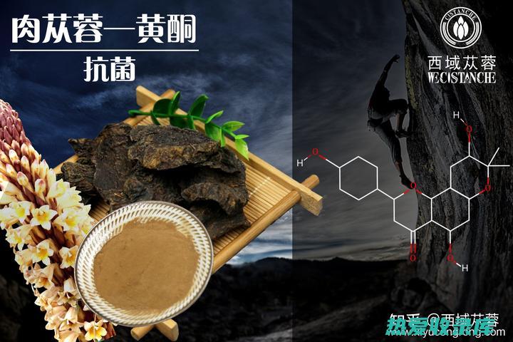 肉苁蓉的功效与作用 (肉苁蓉的功效和作用主治)