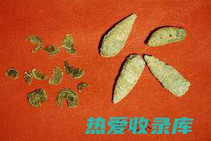 中药莪术：功效与作用 (中药莪术功效作用与主治)