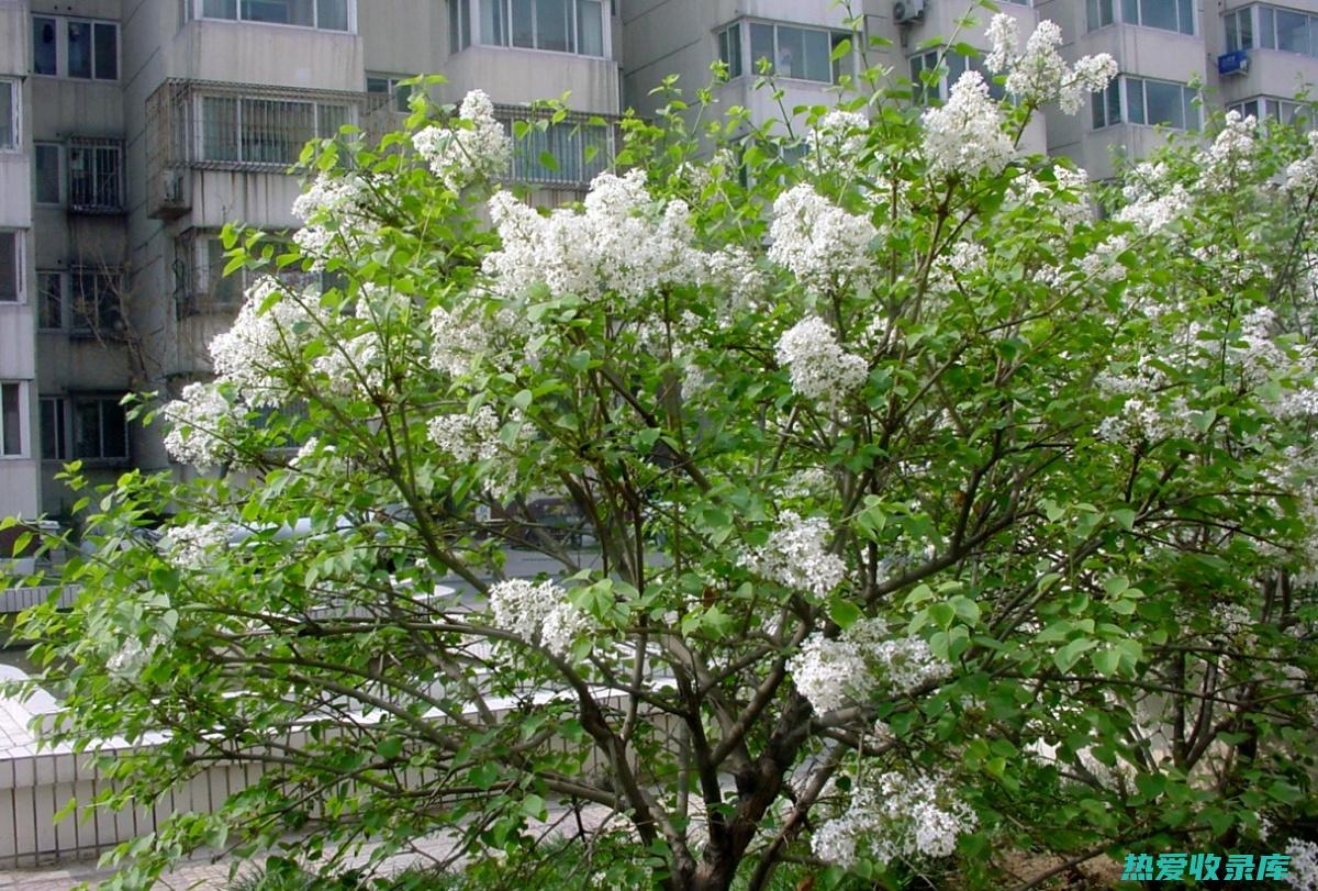 白丁香花根的神奇功效：探索这味中药的药用价值 (白丁香花根的功效与作用)