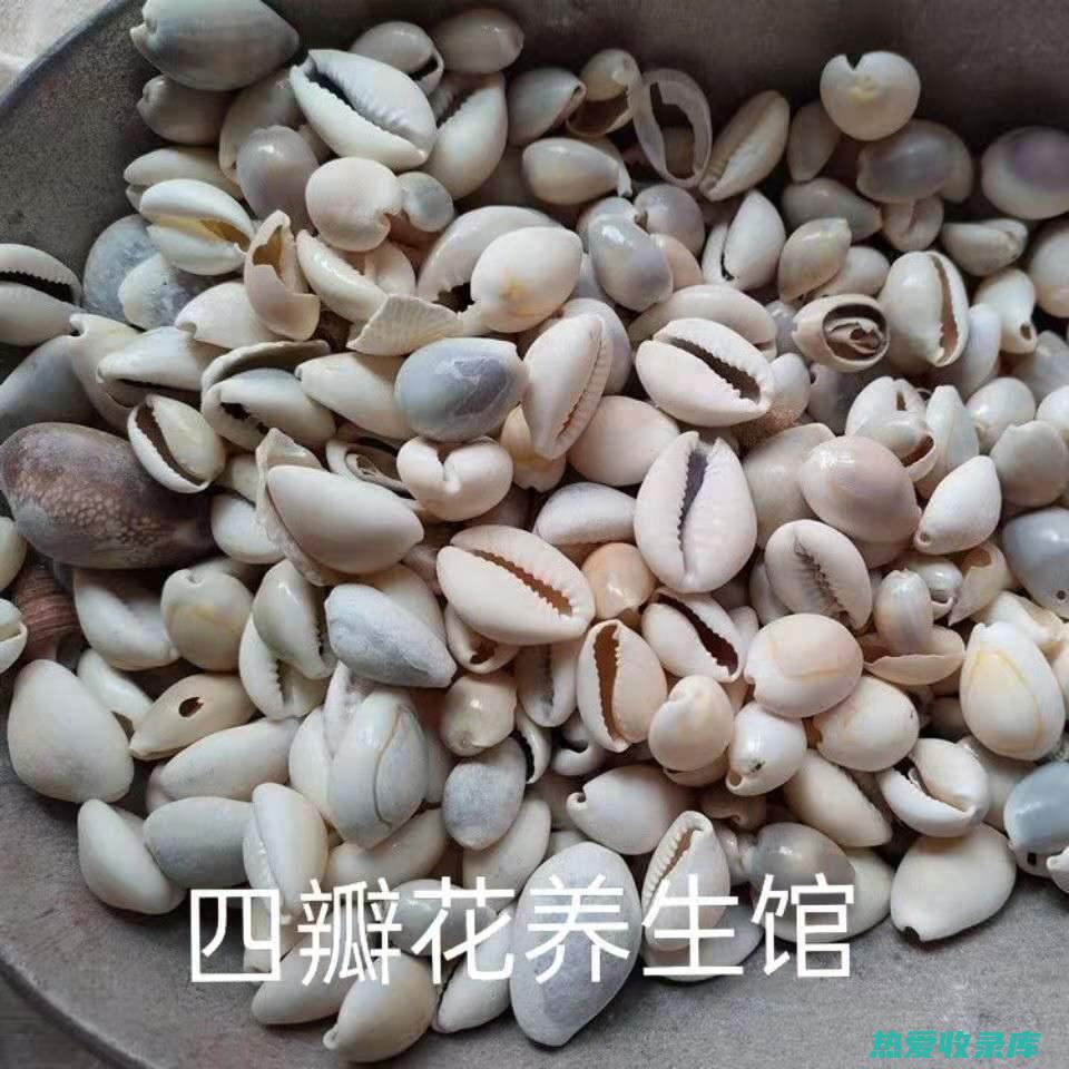 紫贝：一种具有潜在治疗价值的中药 (紫贝是什么植物)