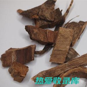 桐树皮的功效与作用：探索其药用和生活应用 (桐树皮的功效与作用及禁忌)