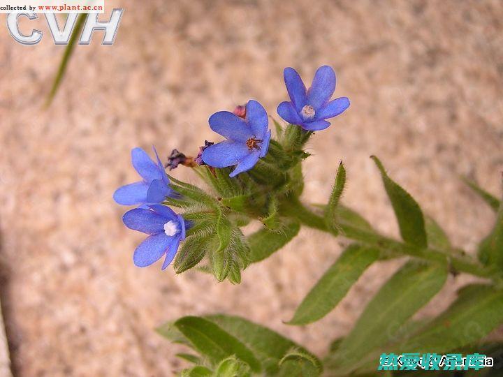 花舌草功效 (花舌草的功效)