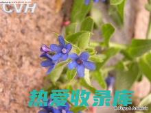 花舌草功效